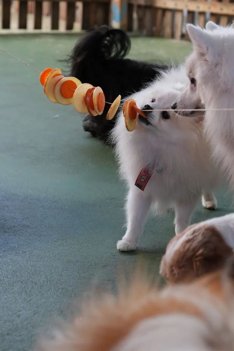 Cães brincando na Creche do Tio Guga, foto do dia enviada ao tutor