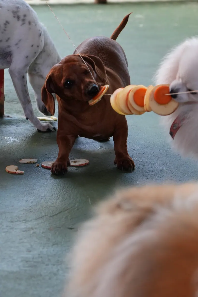 Cães brincando com brinquedo na Creche do Tio Guga