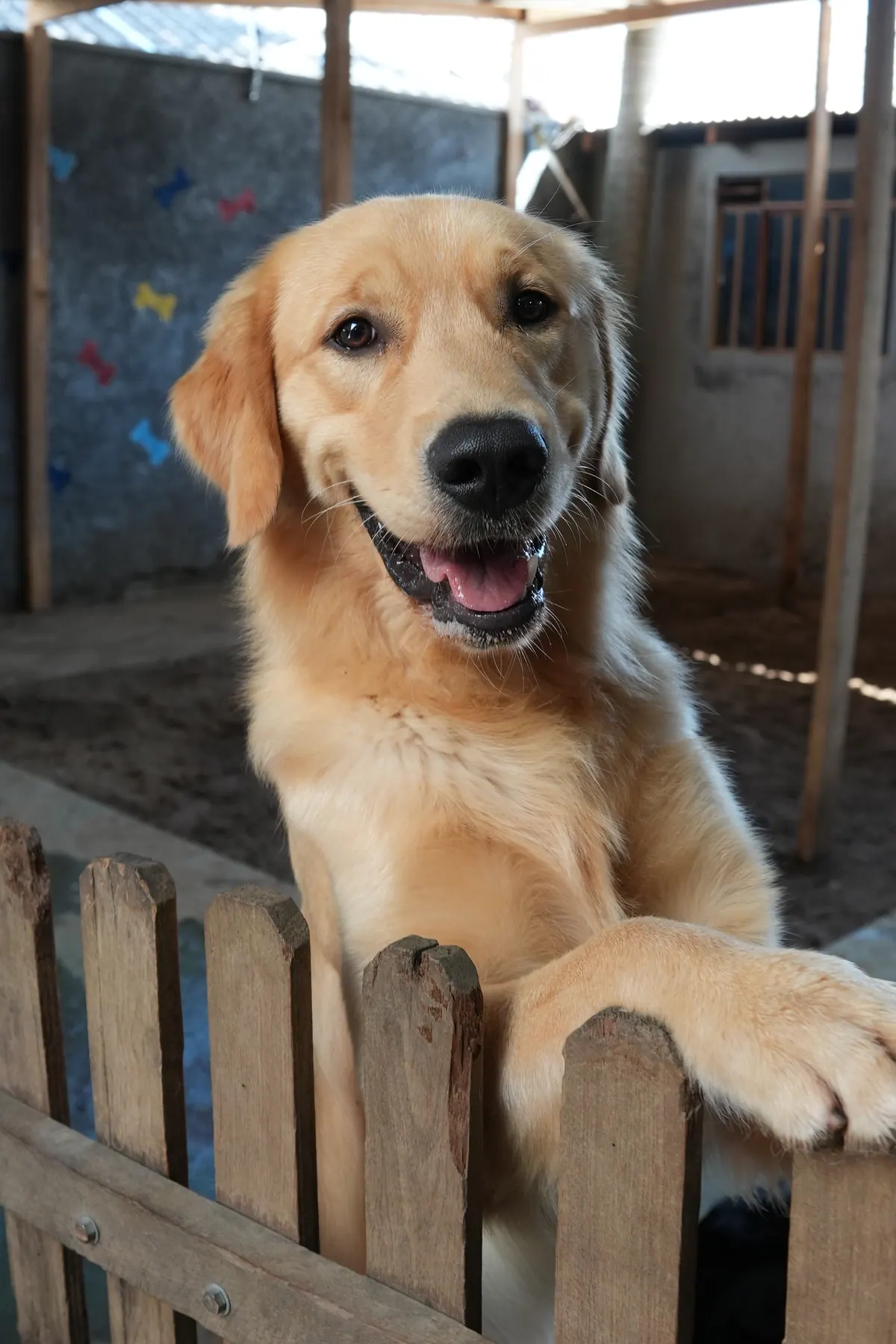 Golden retriever sorrindo na cerca da área de hospedagem