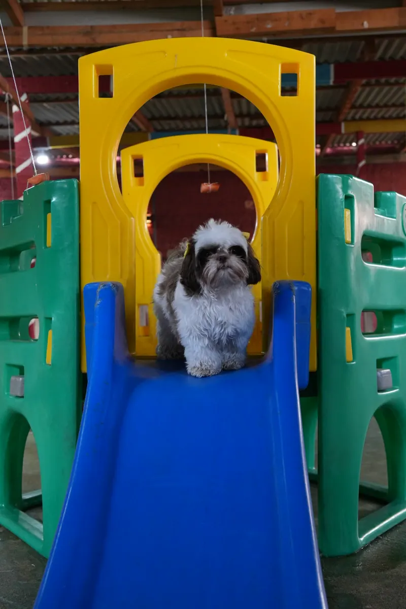 Cão no escorregador do parquinho da Creche do Tio Guga