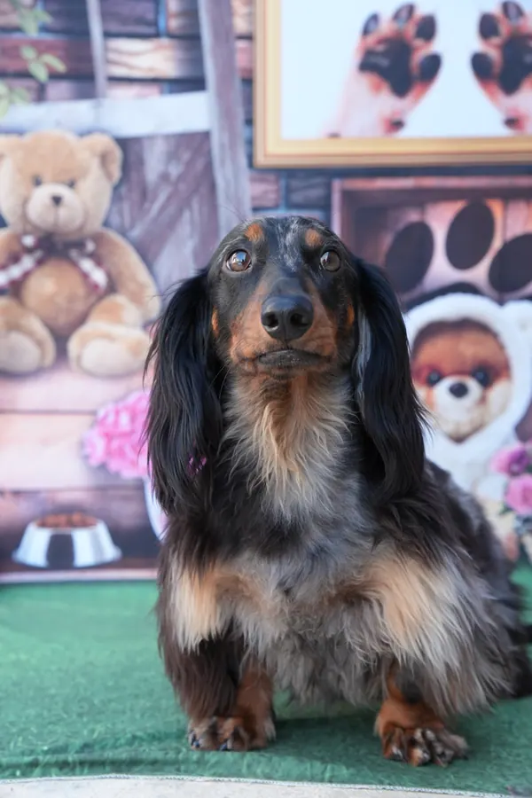 Dachshund após o banho e tosa na Emporium Pet