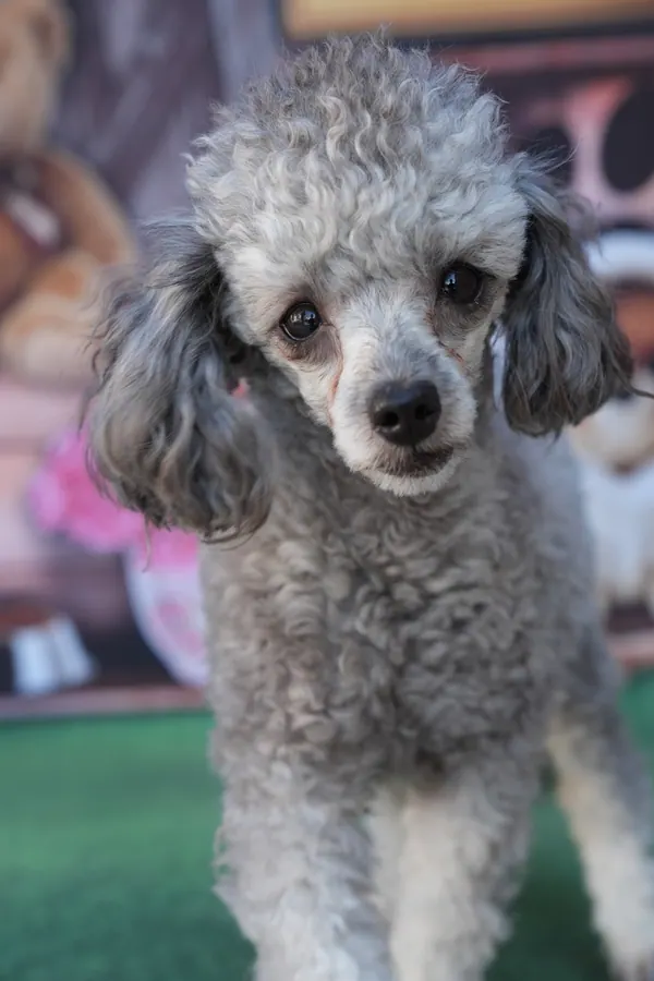 Poodle após o banho e tosa na Emporium Pet