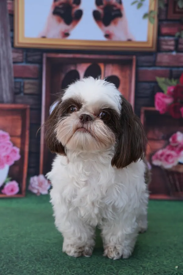Shih-tzu após o banho e tosa na Emporium Pet