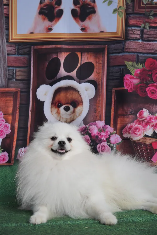 Spitz alemão após o banho e tosa na Emporium Pet